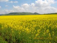 Малі Бережці з panoramio.com