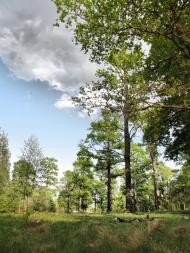 Середина-Буда з panoramio.com