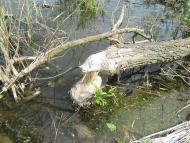 Час над рікою пливе...