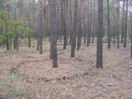 Нижні Яреськи з panoramio.com