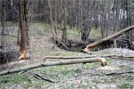 Терентіївка з panoramio.com