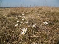 Булахівка з panoramio.com