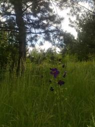 Червонознам'янка з panoramio.com