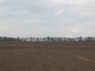 Товстоліс з panoramio.com