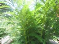 Ясеновець з panoramio.com