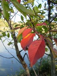 Дослідницьке з panoramio.com