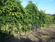 Кошарське з panoramio.com