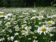 Бербениці з panoramio.com