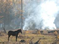 Діброво-Ленінське з panoramio.com