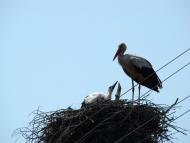 Баранівка з panoramio.com