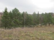 Бушинка з panoramio.com