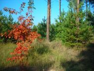 Трушівці з panoramio.com