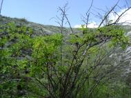 Лозне з panoramio.com