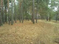 Тросне з panoramio.com