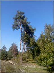 Гута з panoramio.com