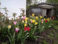 Бенева - Последние фото