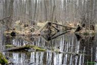 Терентіївка з panoramio.com