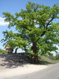 Балівка з panoramio.com