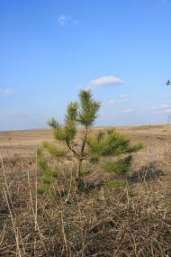 Верхівка з panoramio.com