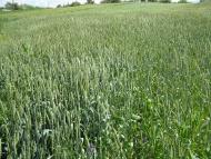 Ксаверівка з panoramio.com