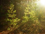 Медведівка з panoramio.com