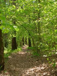 Чорногородка з panoramio.com