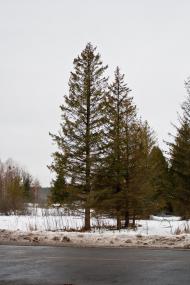 Оконськ з panoramio.com