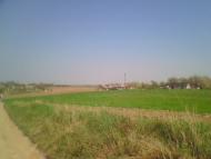 Жорнище з panoramio.com