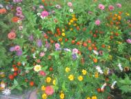 Ясеновець з panoramio.com