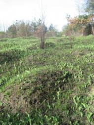 Северинівка