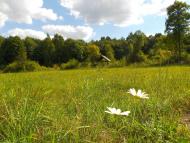 Скулин з panoramio.com