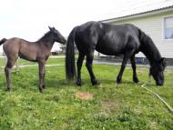 Ветли з panoramio.com