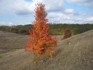 Заміст з panoramio.com