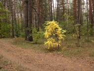 Криничне з panoramio.com