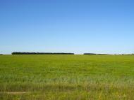 Новозванівка з panoramio.com