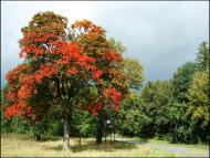 Попільня з panoramio.com