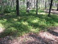 Лісобуда з panoramio.com