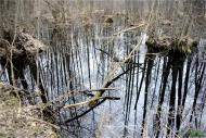 Терентіївка з panoramio.com