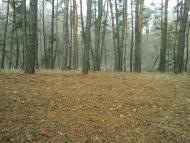 Тросне з panoramio.com