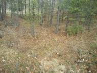 Тросне з panoramio.com