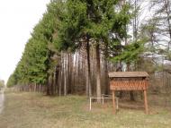 Котів з panoramio.com