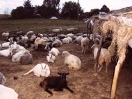 Дяківці з panoramio.com