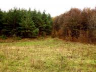 Кобиляки з panoramio.com