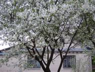 Великі Зозулинці з panoramio.com