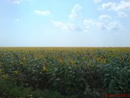 Малышевка - Последние фото