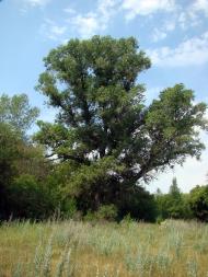 Червонодніпровка з panoramio.com