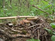 Балабине з panoramio.com