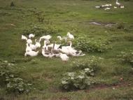 Сасинівка - Останні фото