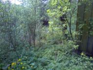 Коверівка з panoramio.com