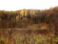 Кобиляки з panoramio.com